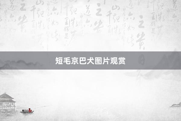 短毛京巴犬图片观赏
